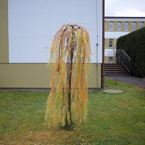 501 :: Planttree
